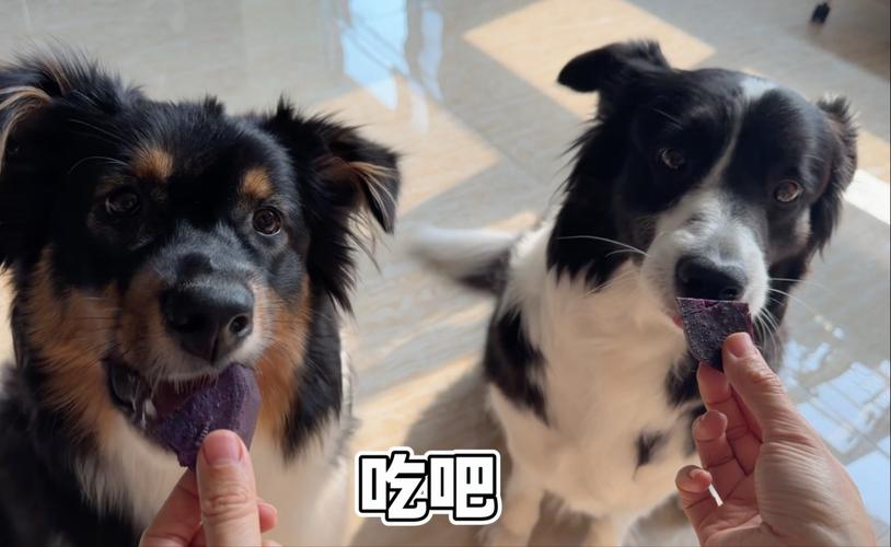 你还不知道这22种食物是狗狗可以吃的吧