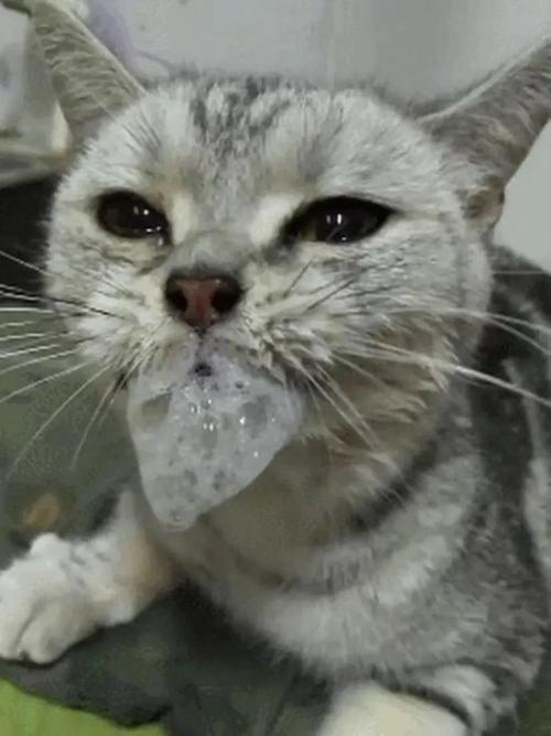 猫吃了辣的会死吗