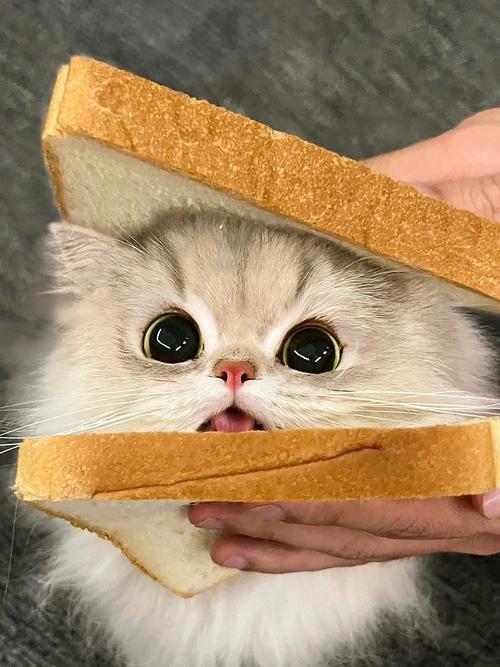猫能吃一点点辣会死吗