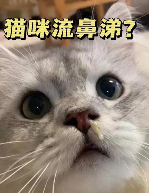 猫咪呼吸声大好像鼻塞