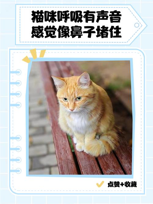 猫呼吸声很重像鼻子不通气怎么办