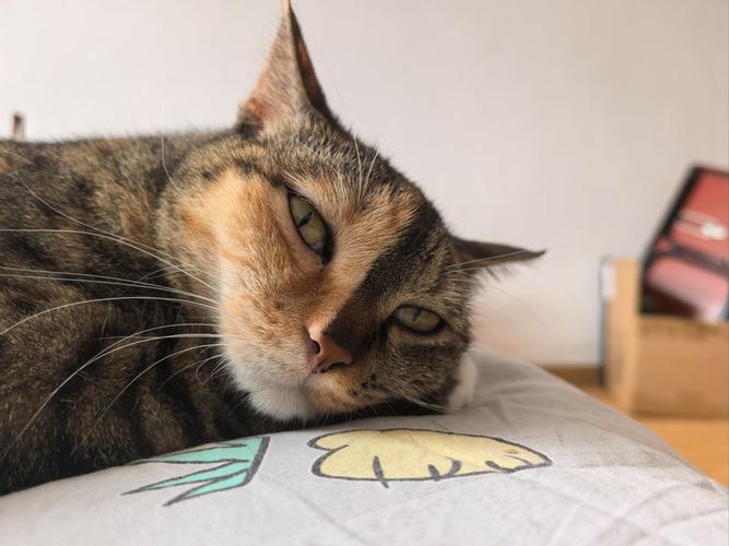 猫咪流口水没精神萎靡
