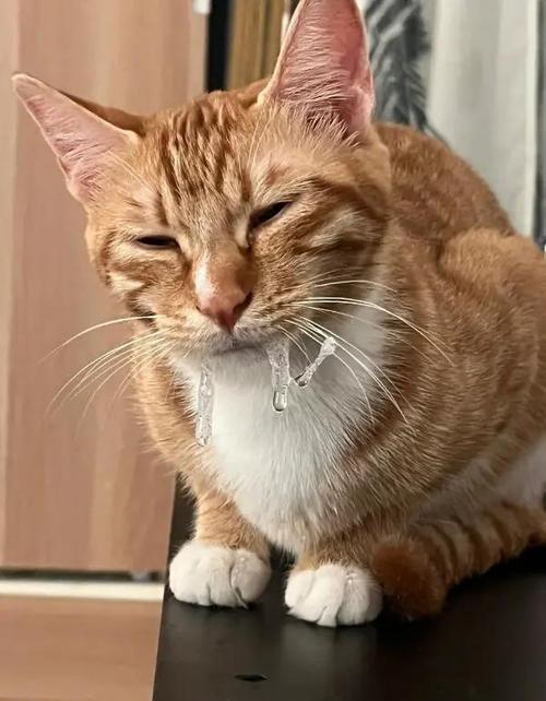 猫一直流口水吊在嘴边萎靡不振