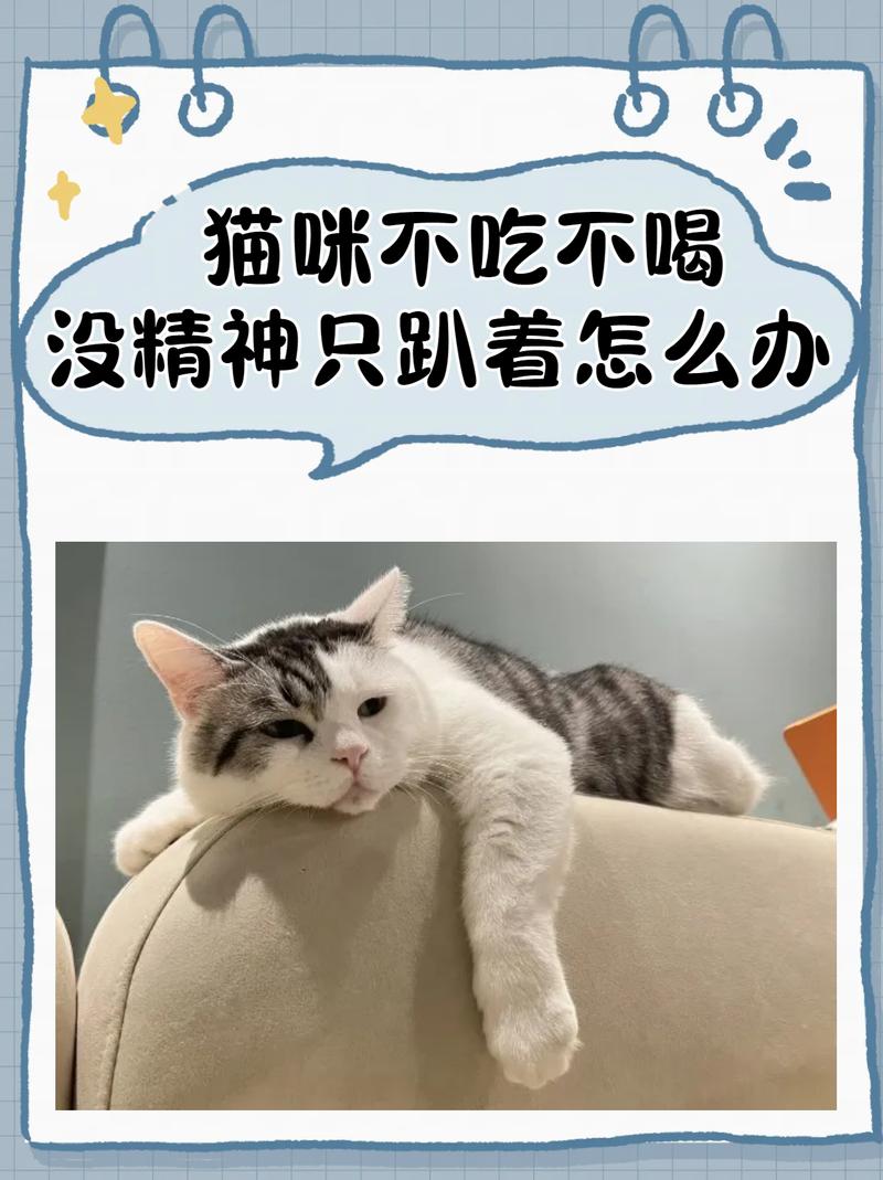 猫流口水没精神怎么回事