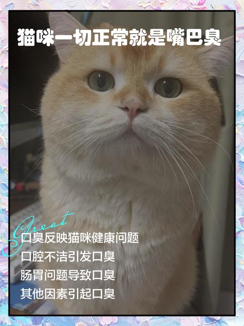 小猫有口臭,原因及处理方法