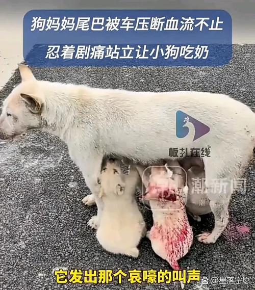 如果小狗吃了鸭骨头以后会有什么结果