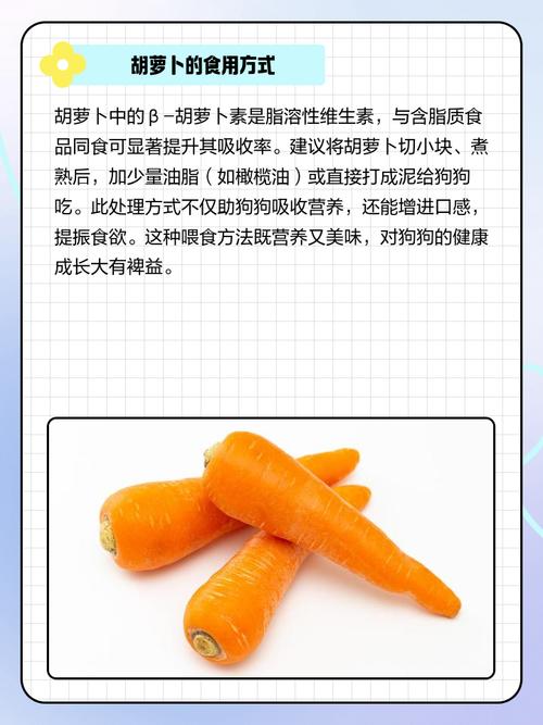 胡萝卜怎么给狗狗吃比较好