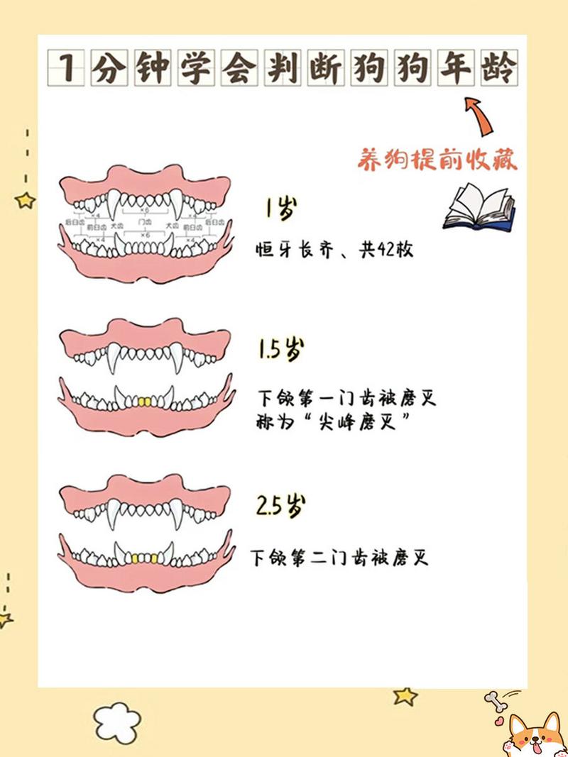 怎么判断宠物狗的年龄?