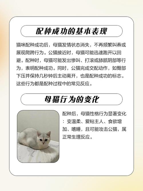 猫咪受孕成功的表现