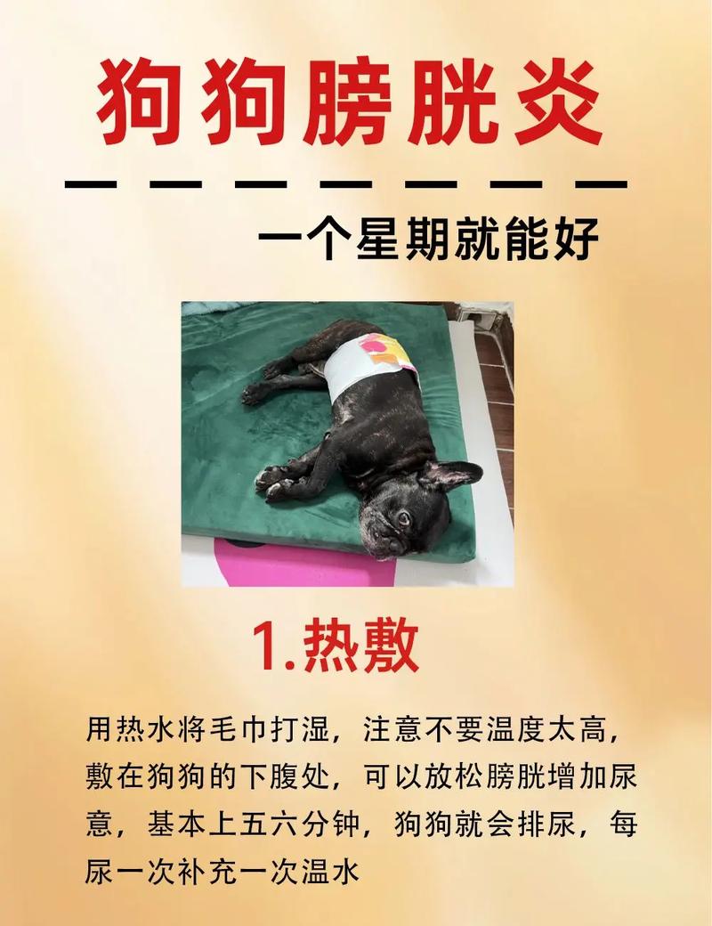 狗狗膀胱炎的症状有哪些