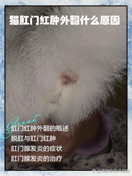小猫屁股红红的有点像外翻正常吗