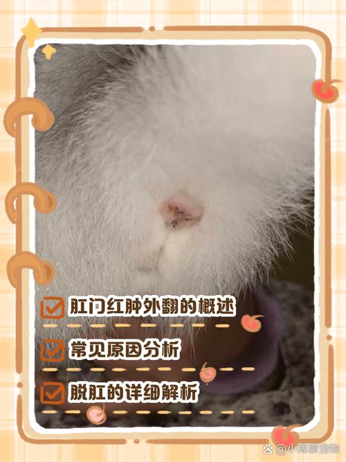 猫咪肛门红肿外翻是什么原因