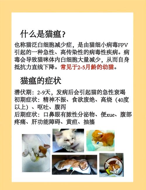 猫咪为什么会得猫瘟