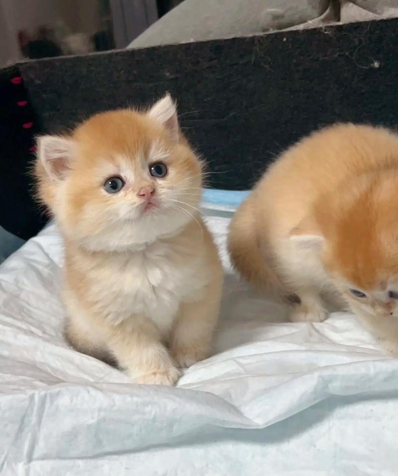 两个月的橘猫好养活吗?