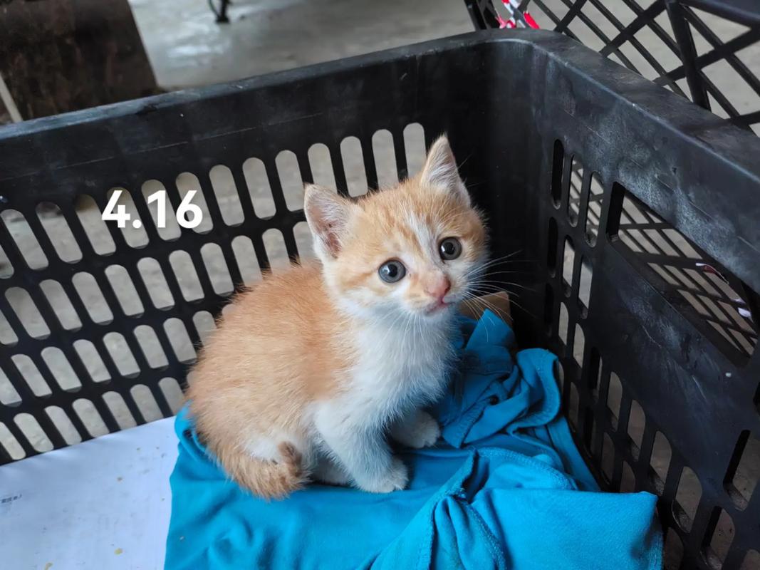2个半月的猫咪好养吗?