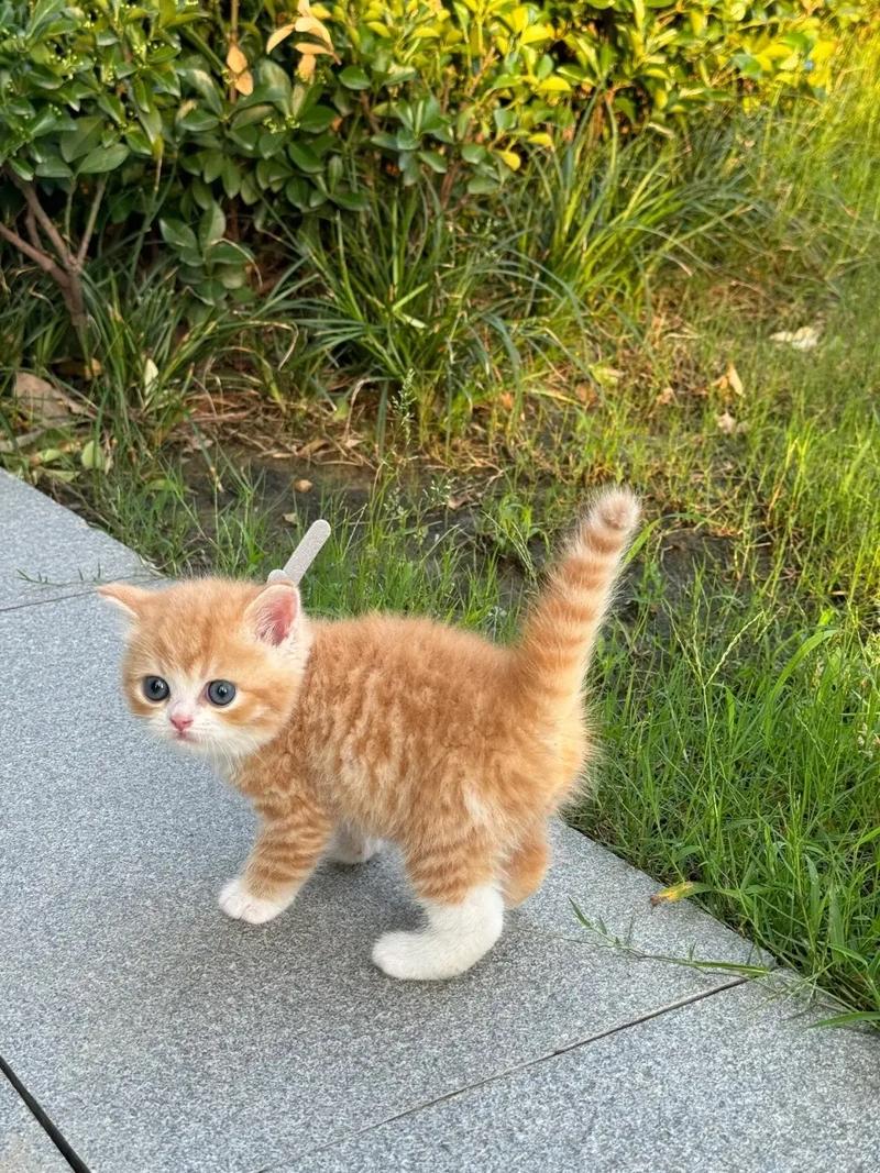 2个月的奶牛猫好养活吗