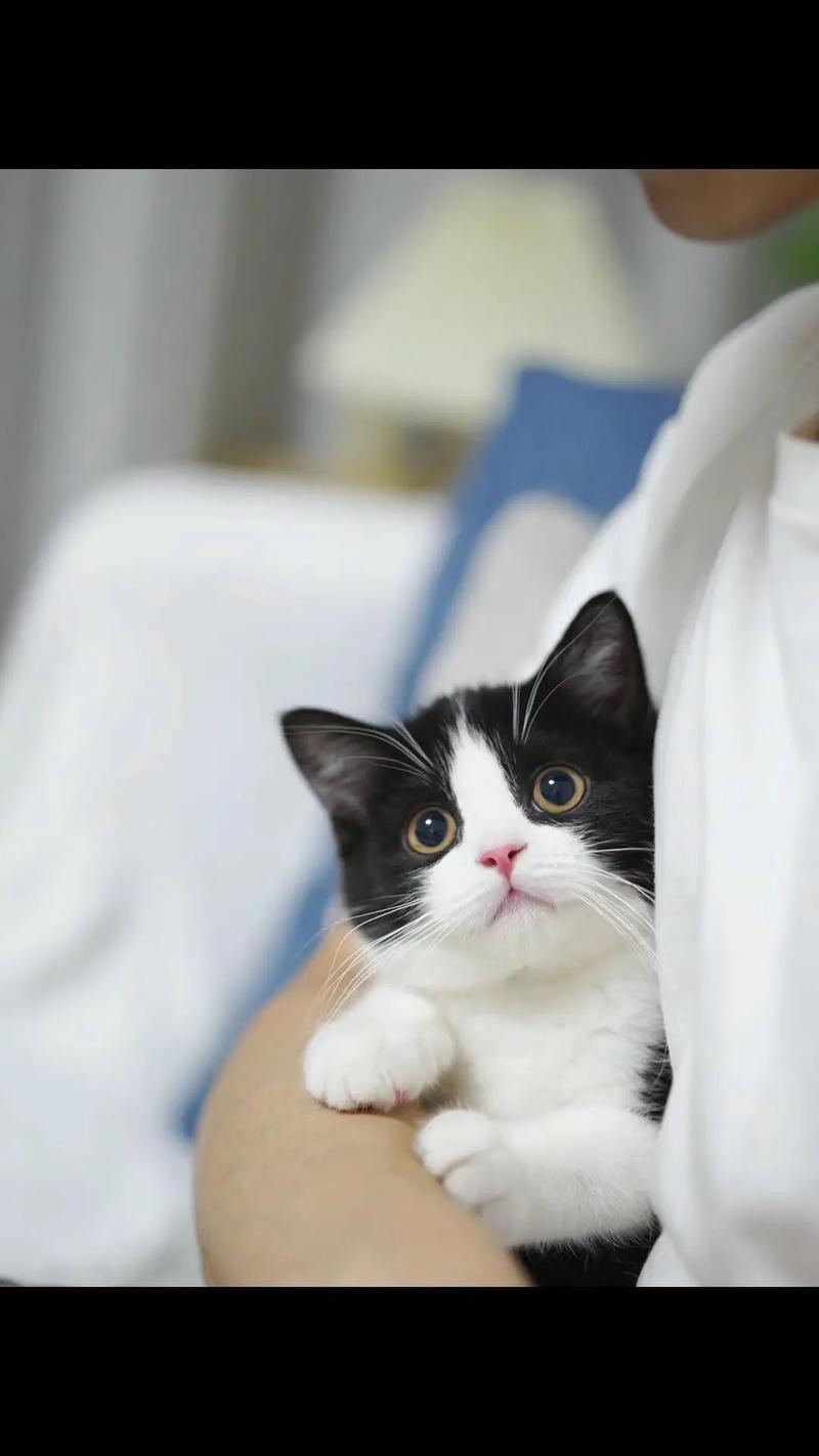 大家.两个月大的猫咪是否很难养?