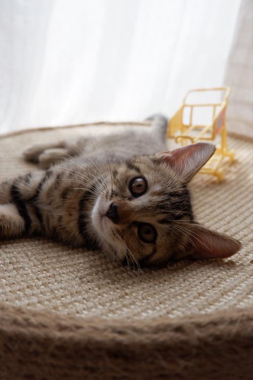 两个月小猫好养活吗(两个月小猫好养吗)