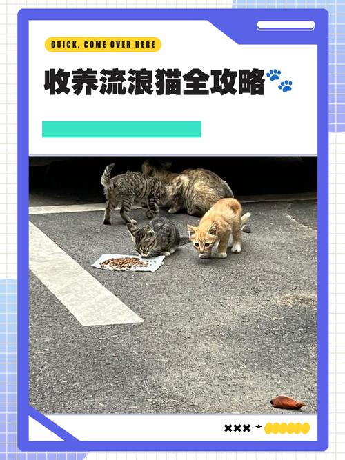 南昌哪里可以领养狗狗呢?
