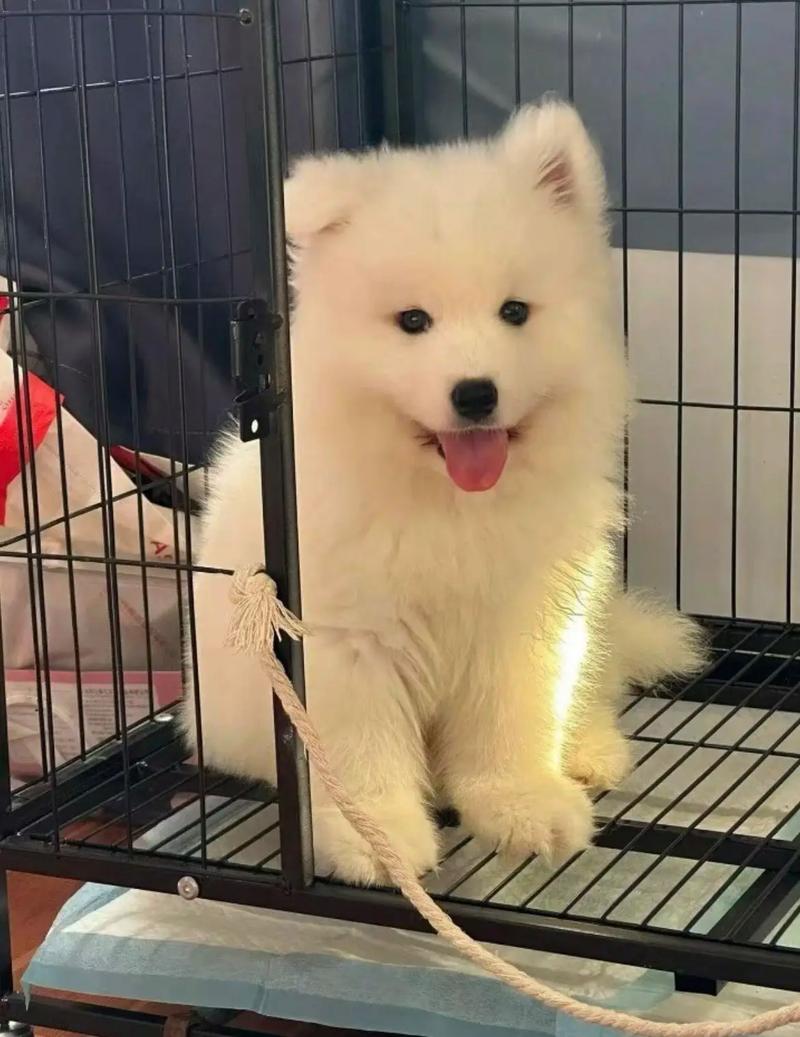 上海哪里有好的狗狗领养的地方