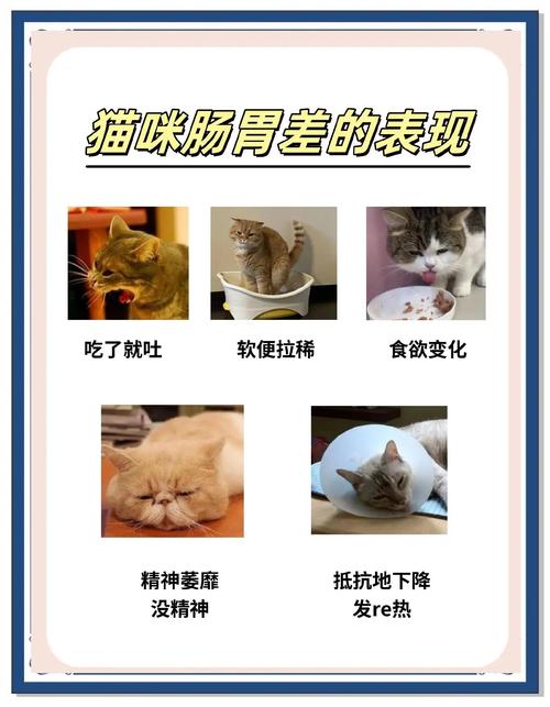 猫不吃饭能自愈吗?