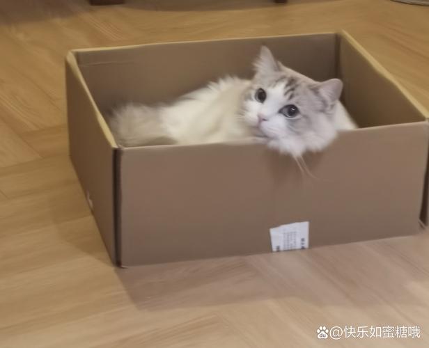 猫咪在后备箱半个小时没事吧?
