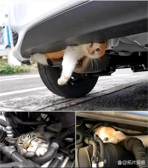 小猫放后备箱有空气吗