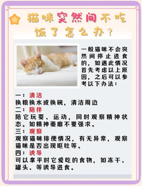猫咪突然不吃饭只喝水,是怎么了?