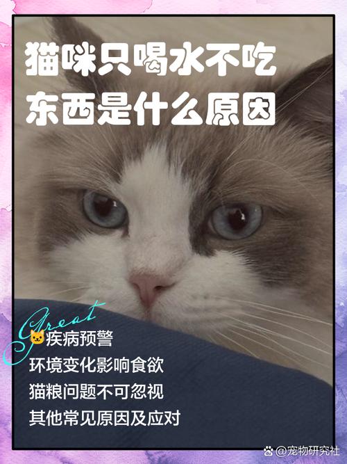 猫咪只喝水不吃东西是什么原因