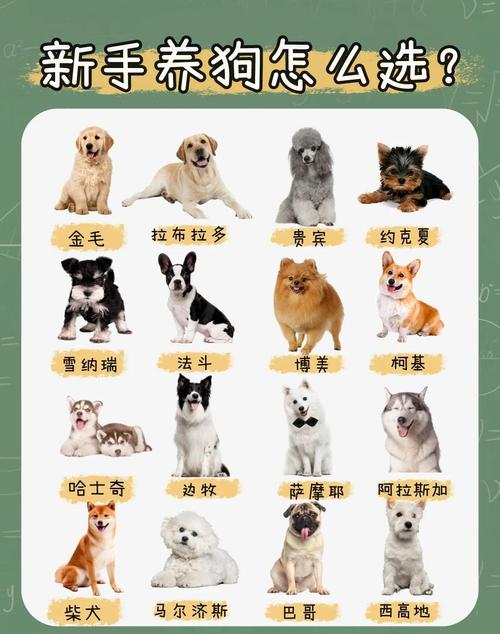第一次养狗的人,很适合这6种狗!