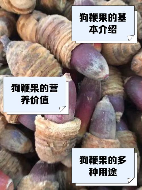 泰迪狗狗可以吃开心果吗