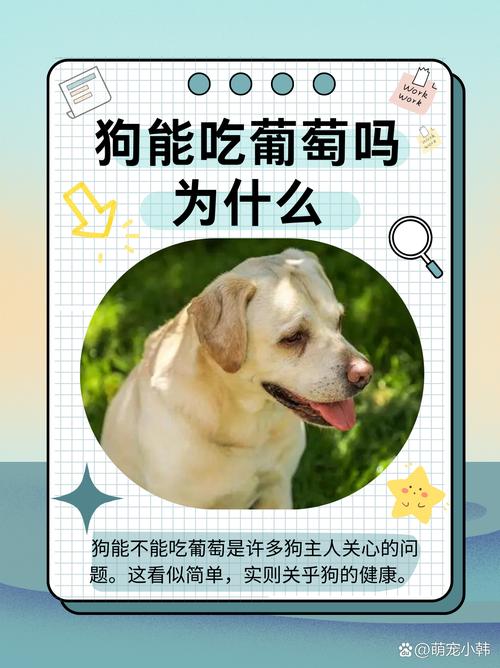 狗狗绝对不能吃的18种食物