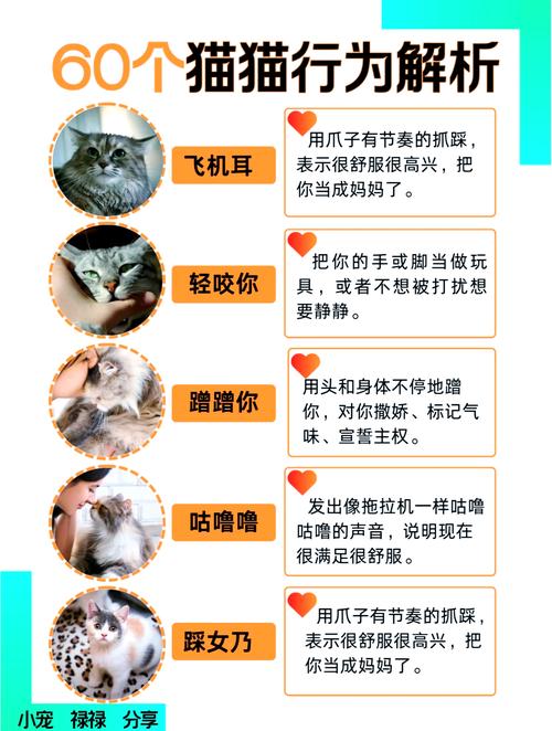 猫咪有这7个行为,其实是“认主”的表现?现在才懂