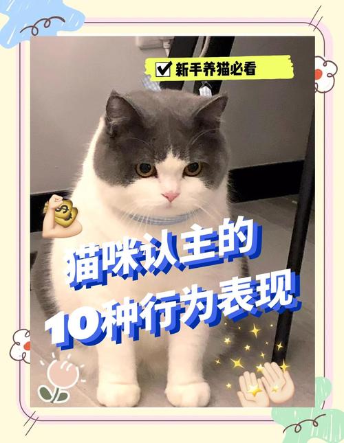 当猫咪出现这几种表现时,说明它已经“认你为主”了
