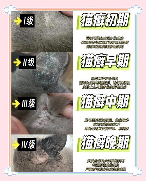 猫长猫藓可以洗澡吗会传染吗