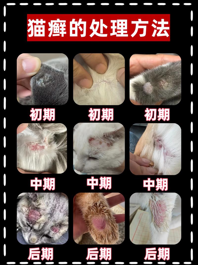 猫咪有猫藓可以洗澡吗