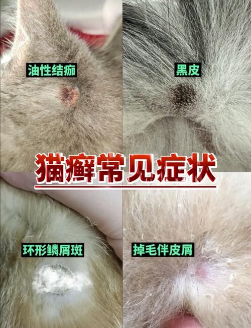 猫得了猫藓可以洗澡吗