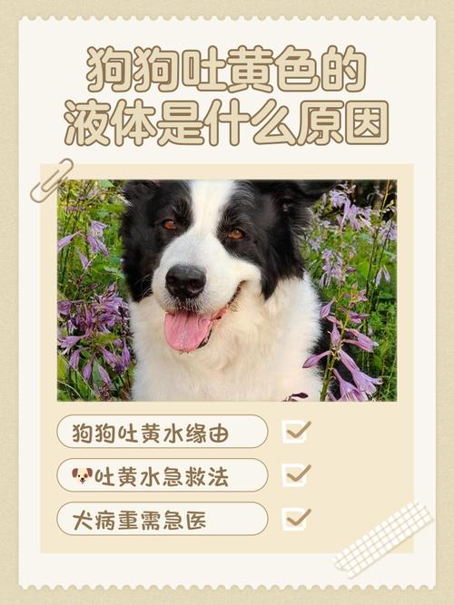 英国斗牛犬吐黄水,是什么原因造成的?