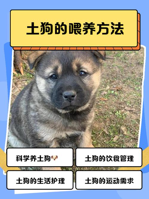 如何喂养土狗