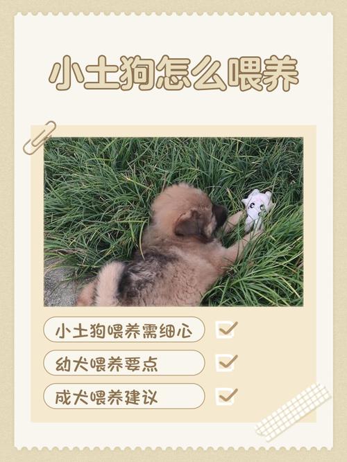 没有满月的狗狗吃什么比较好