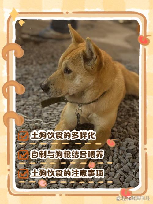 狗可以吃南瓜粥吗?