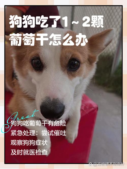 狗狗吃了1～2颗葡萄怎么办