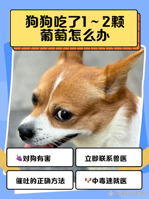 狗狗吃了三四个葡萄要紧吗