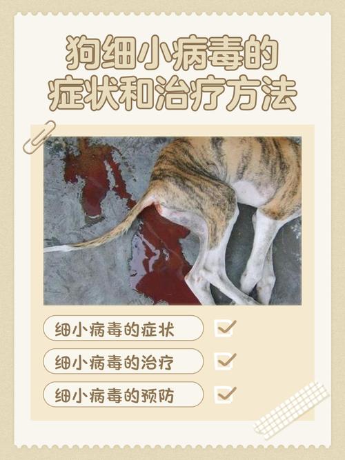 请问,我家狗狗得了细小病毒,还生活在一起,会传染给人吗