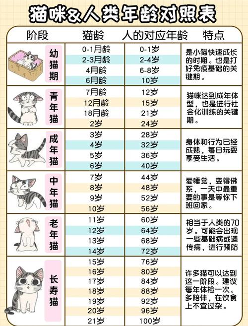 猫咪的多长时间一岁算正常