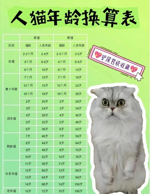 猫年龄对应人的年龄表