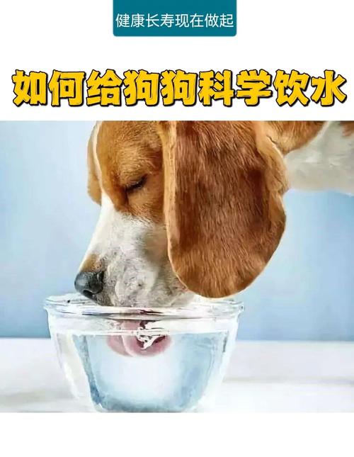 狗狗喝水要注意什么