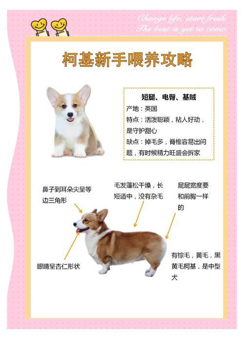 幼犬到家要注意新手铲屎官绝对要知道!_