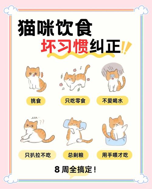 科学养猫全攻略|解决猫咪挑食小毛病