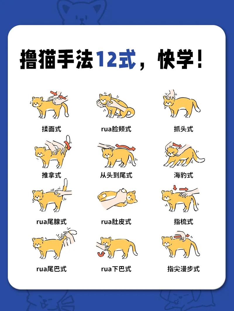 如何训练猫咪晚上不吵主人